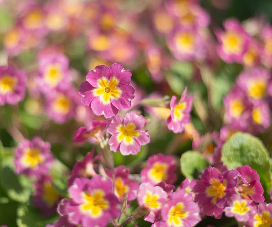 Primroses in clumps