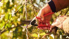 A gardener is using Felco F2 pruning shears to trim a tree