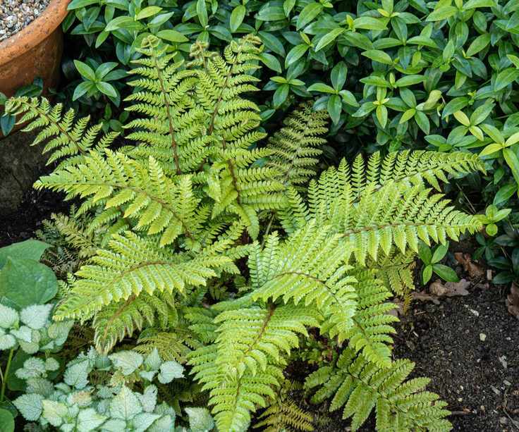 front yard plant opening fronds in shady part of garden