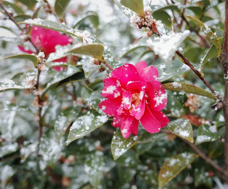 camellia shrub in flower in the snow