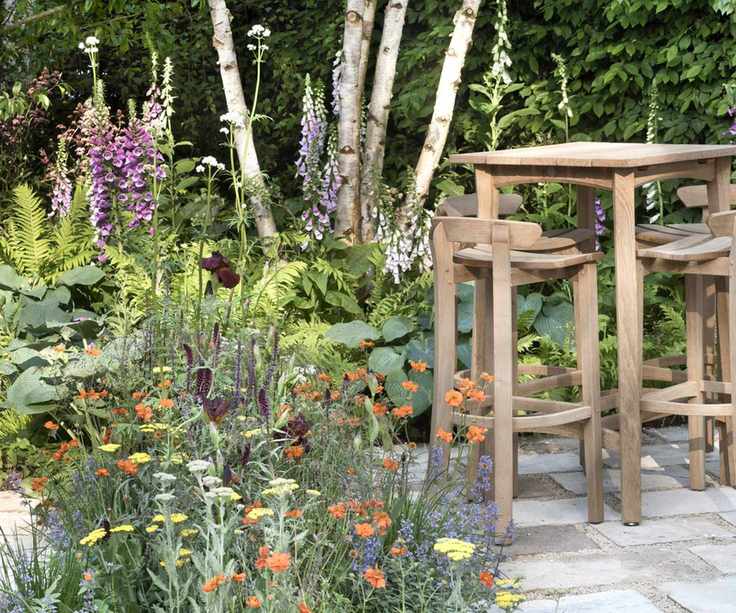 Foxgloves and geums in bloom with the white bark of a birch tree