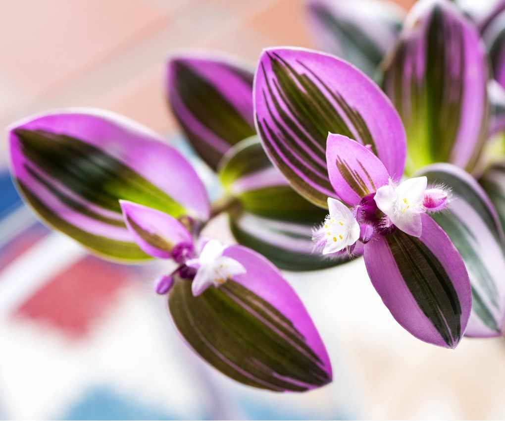 Tradescantia 'Nanouk'