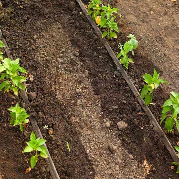 Drip irrigation hoses watering the soil in a vegetable garden