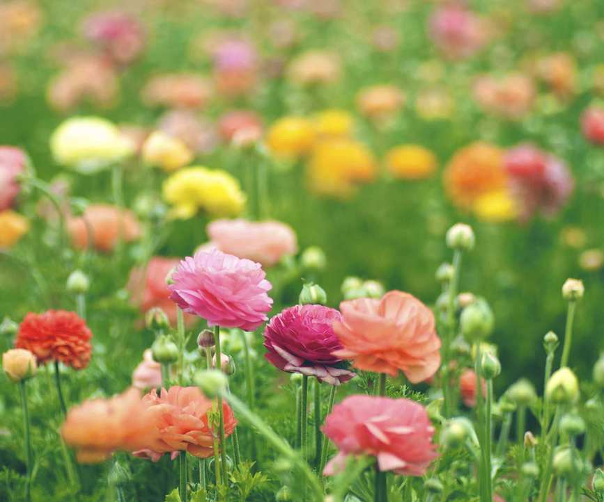 Ranunculus flowers blooming in a garden