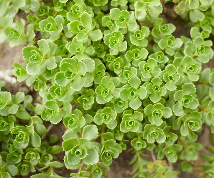 Sedum Spurium