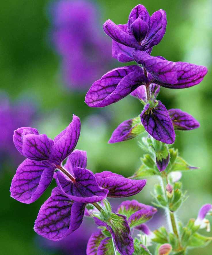 salvia blue monday