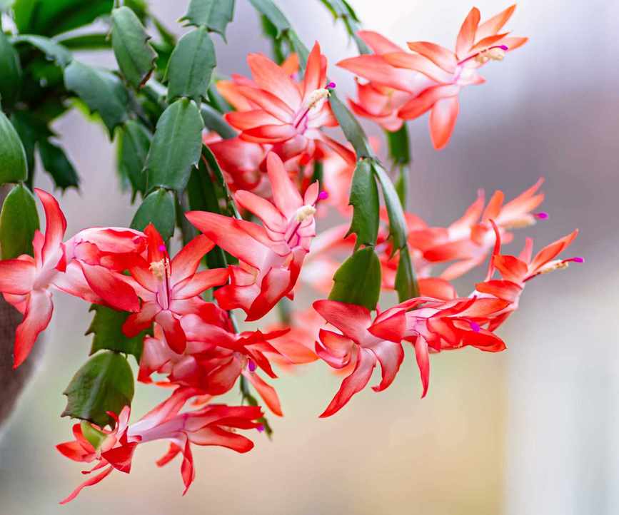 Christmas cactus flower