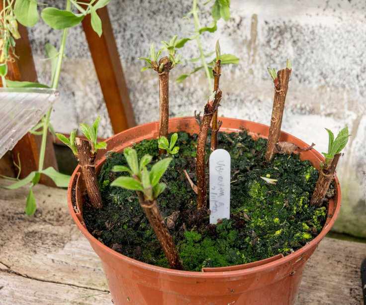 elder hardwood cuttings being taken in early spring
