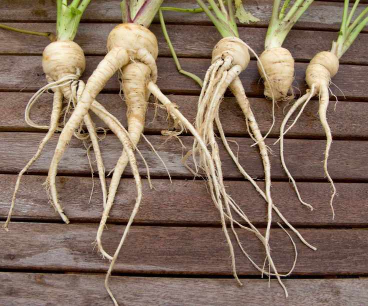 parsnips freshly harvested showing signs of forking