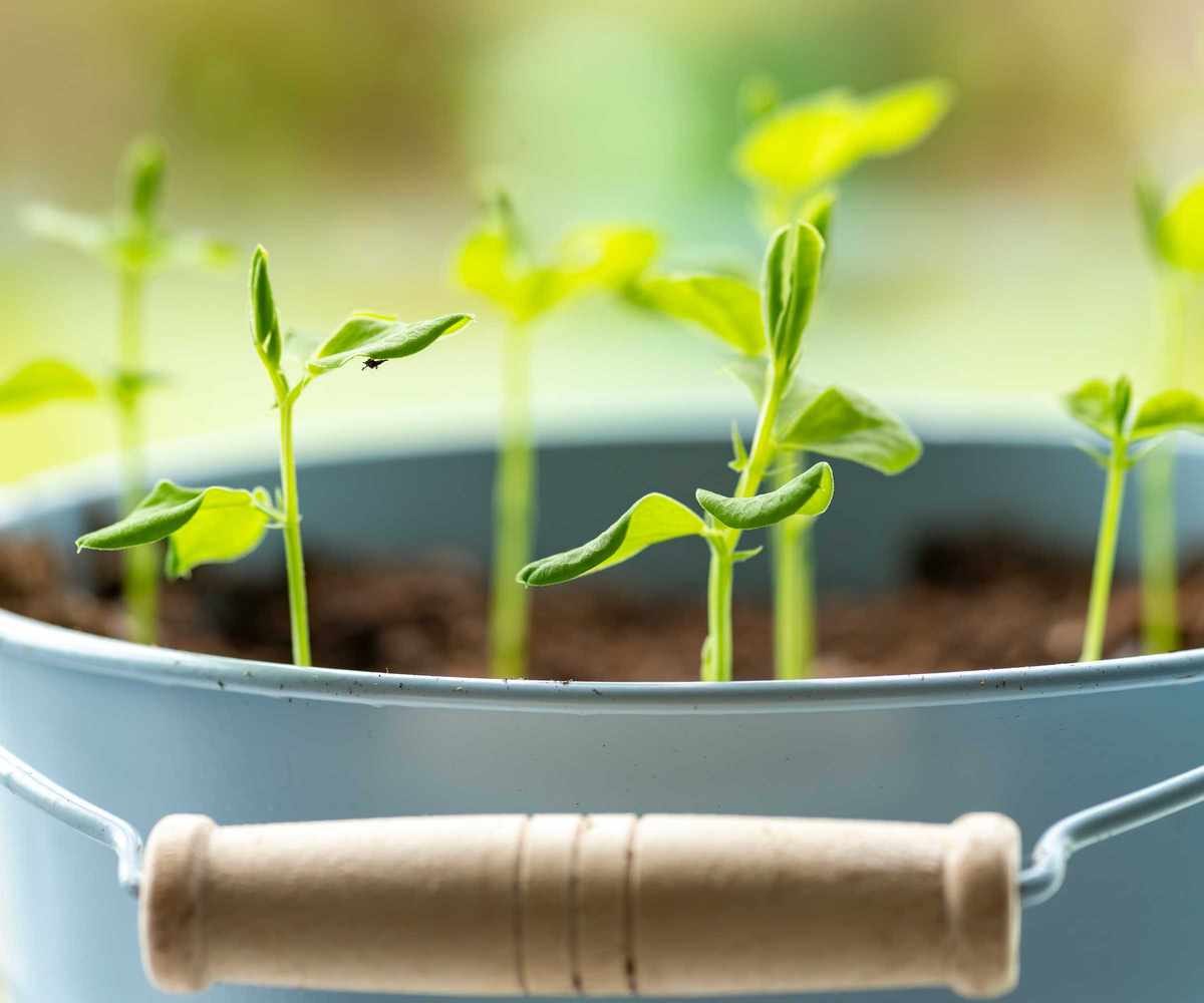 sweet peas seedlings in bucket