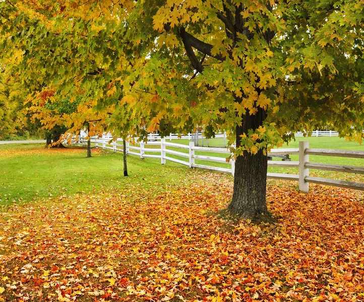 Sugar maple trees in fall