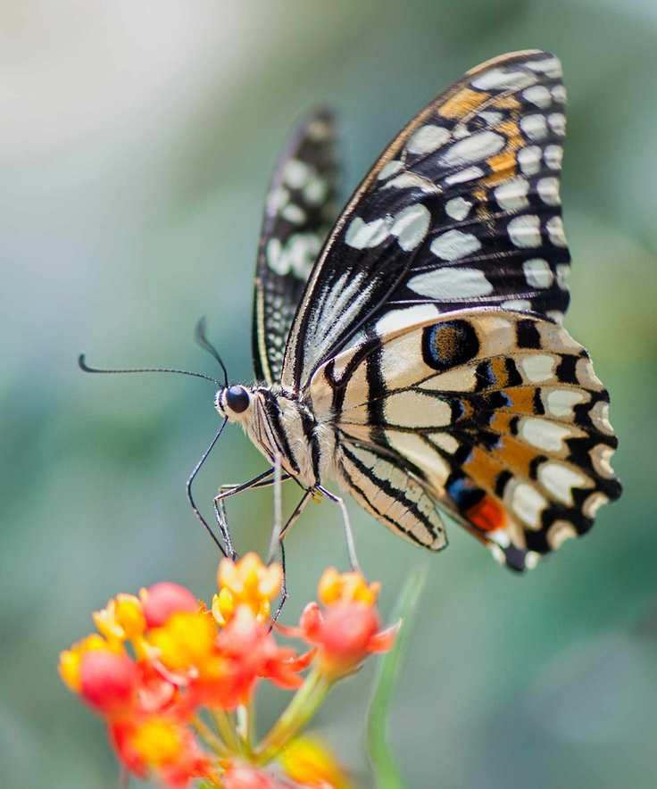 Butterfly on a flower
