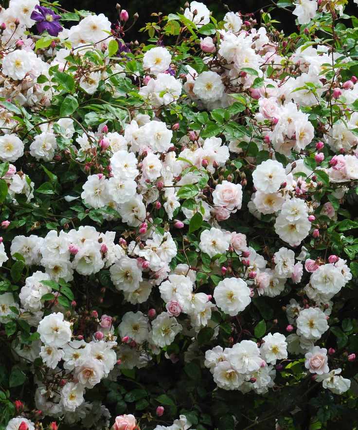climbing rose Mortimer Sackler