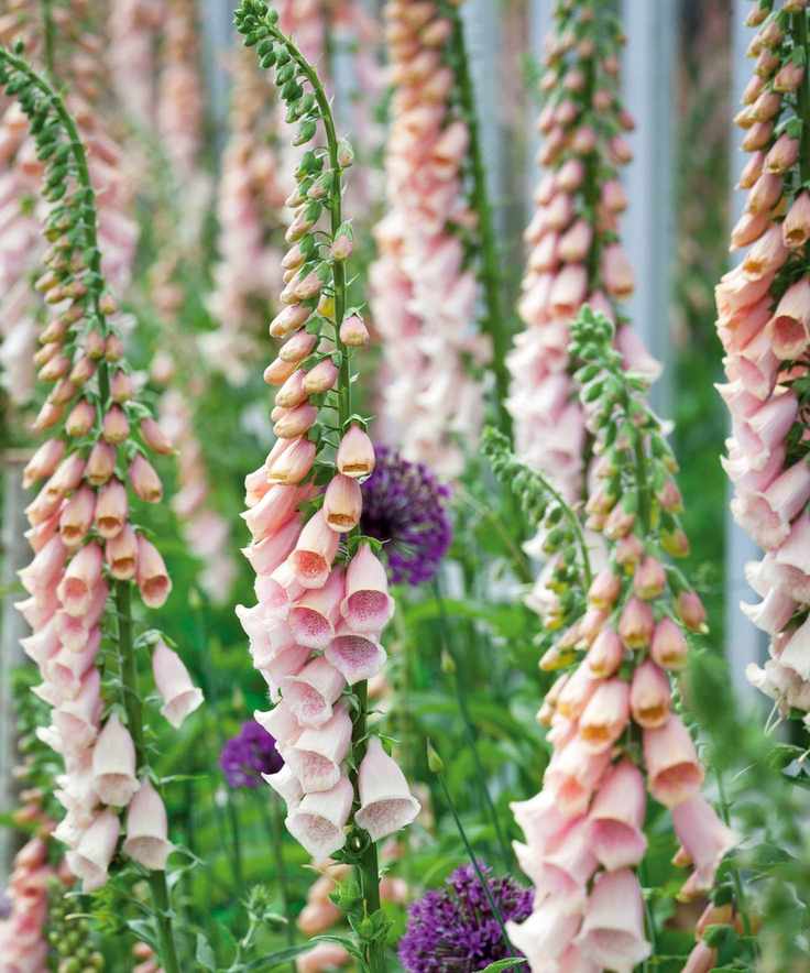 Digitalis purpurea Suttons Apricot