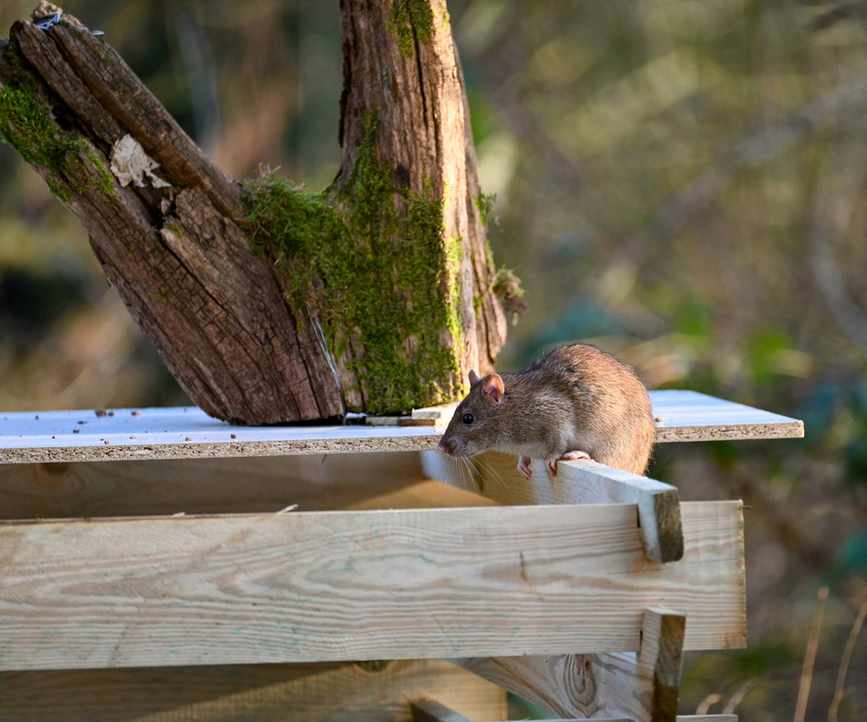 Rat on compost bin