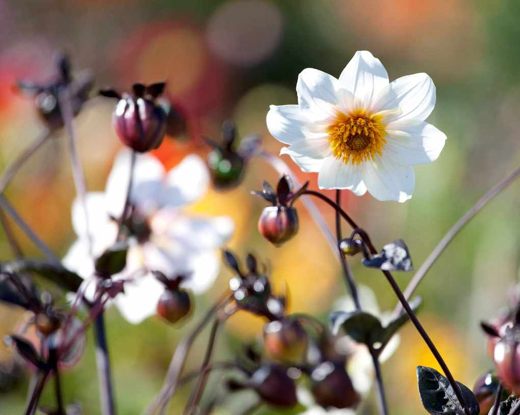 Dahlia Twining's After Eight