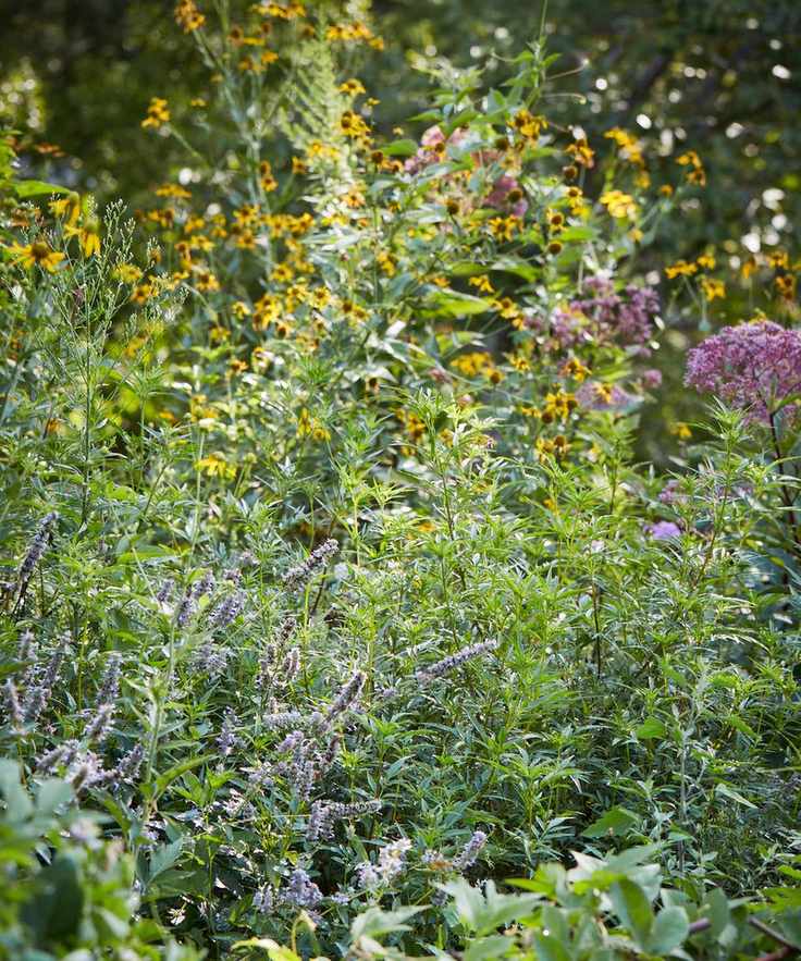 A wild patch with mint and other culinary herbs