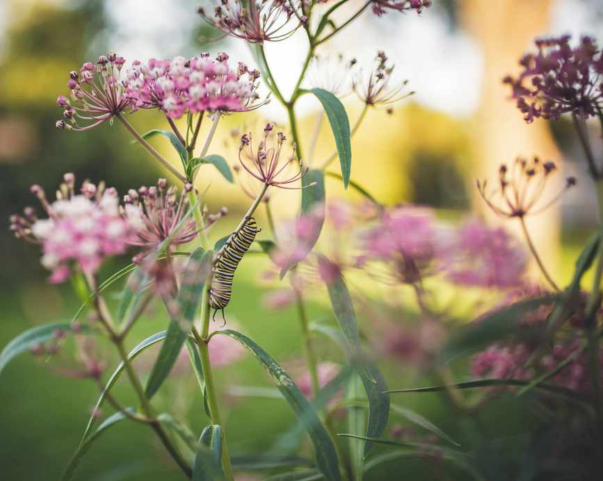 milkweed in bloom with monarch butterfly caterpillar on it