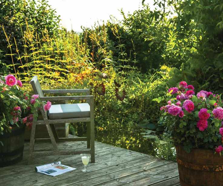seating area with 'Princess Anne' roses