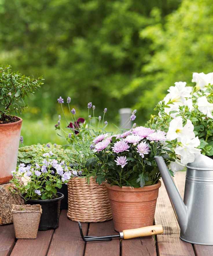 garden flowers in pots with tools
