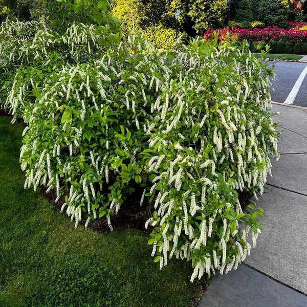 A large virginia sweetspire shrub flowering in a landscaping situation