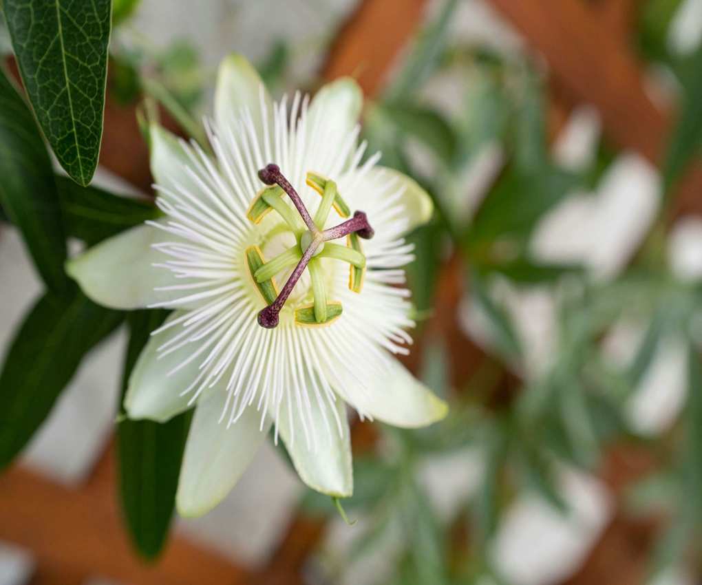 Image of a white flower on a trellis