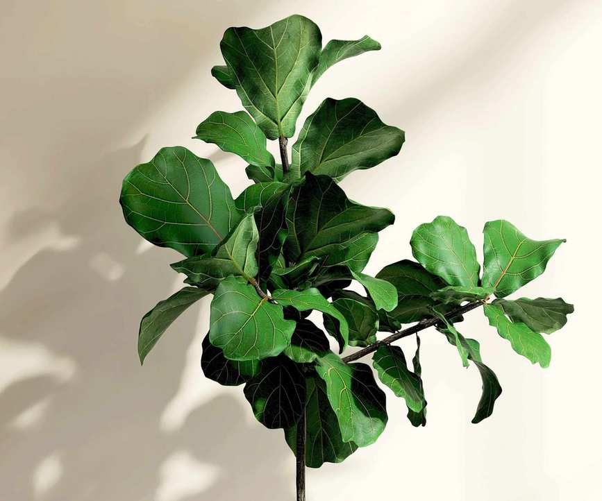 fiddle leaf fig plant