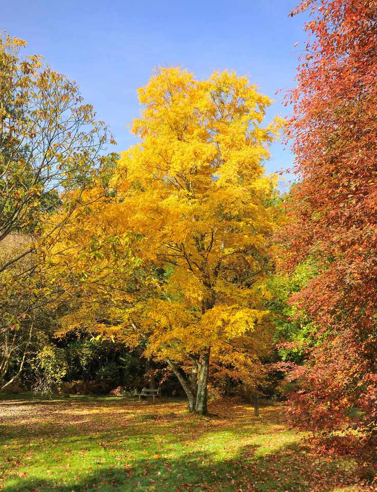Cherry Birch Betula lenta Autumn leaves
