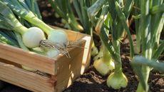 Onions growing in the soil alongside harvested onions in a wooden crate