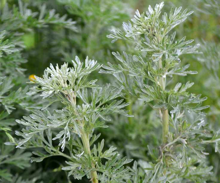 Silver-green foliage of an artemisia plant in a garden border