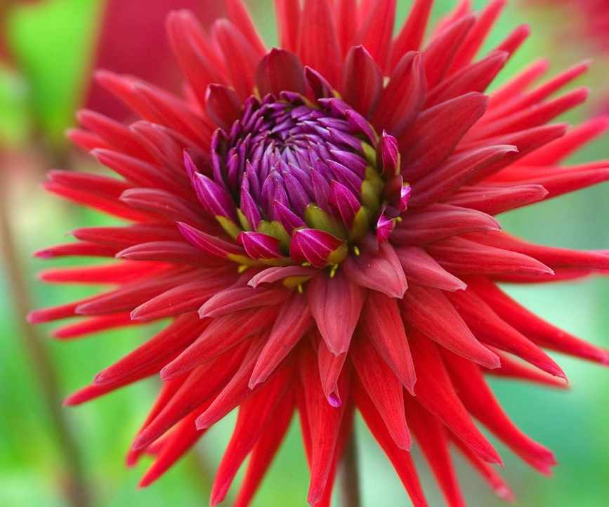 dahlias Weston Pirate flowering in cottage garden
