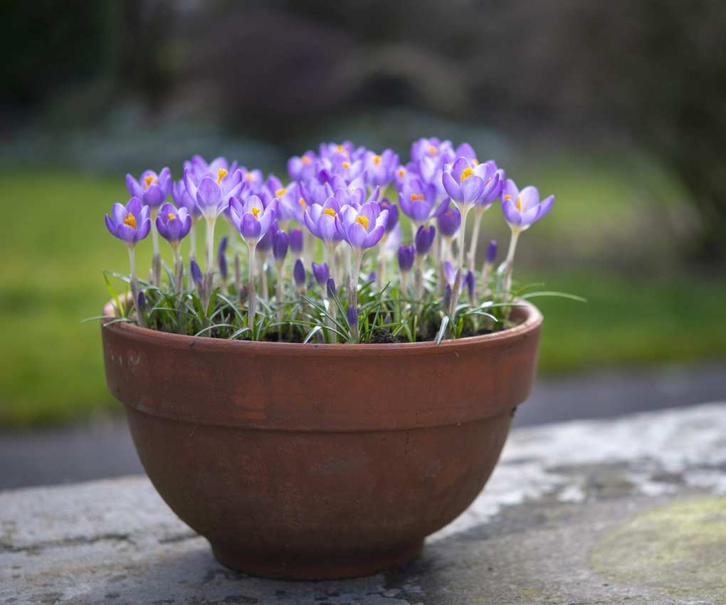 Crocus bulbs growing in a pot