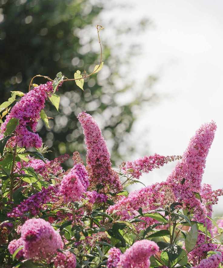 Butterfly bush in a garden