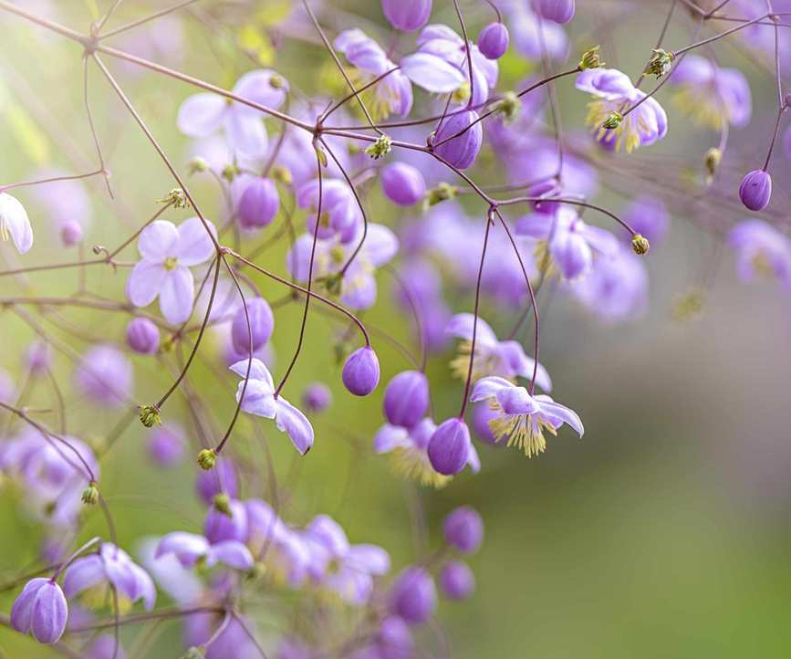Thalictrum Meadow Rue