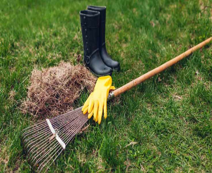 Dethatching Your Lawn: Essential Steps and Prevention Tips