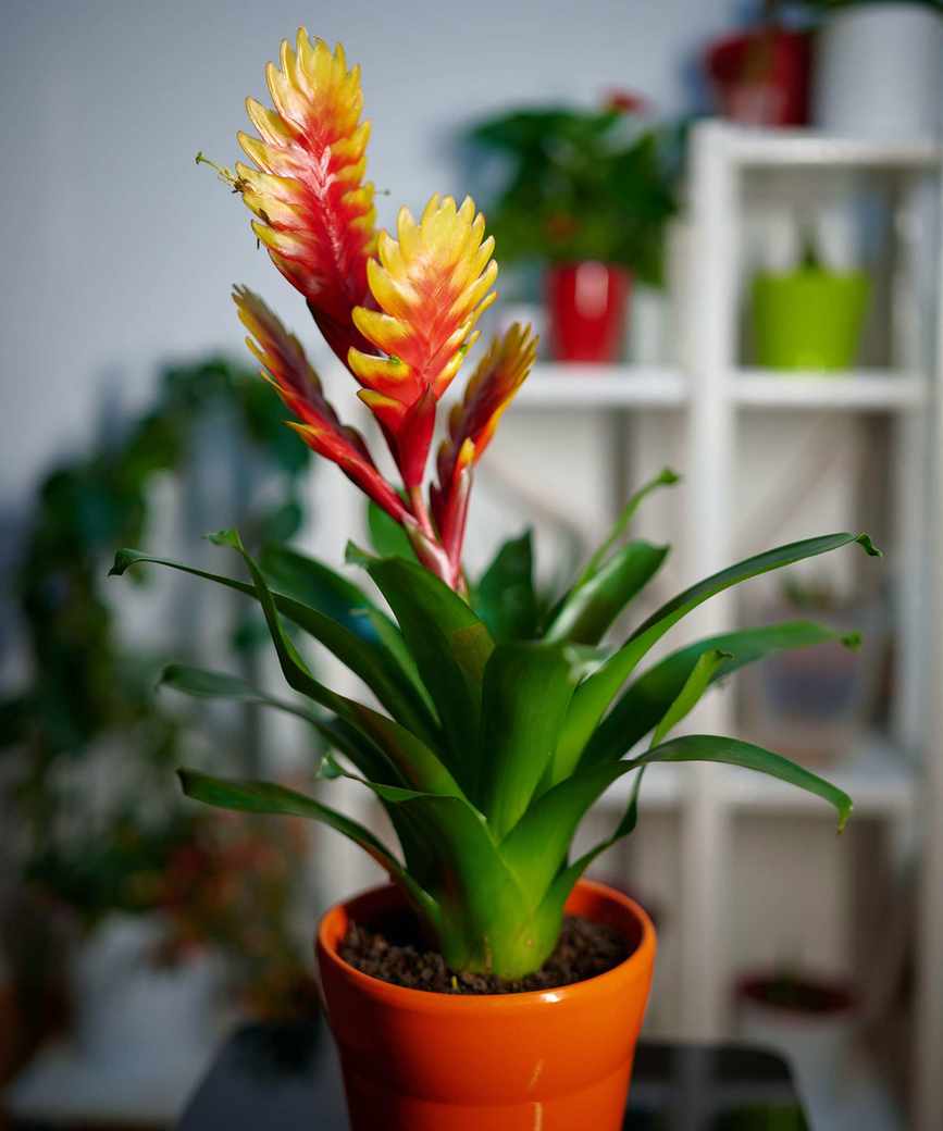 Vriesea Bromeliad plant in a red flowerpot