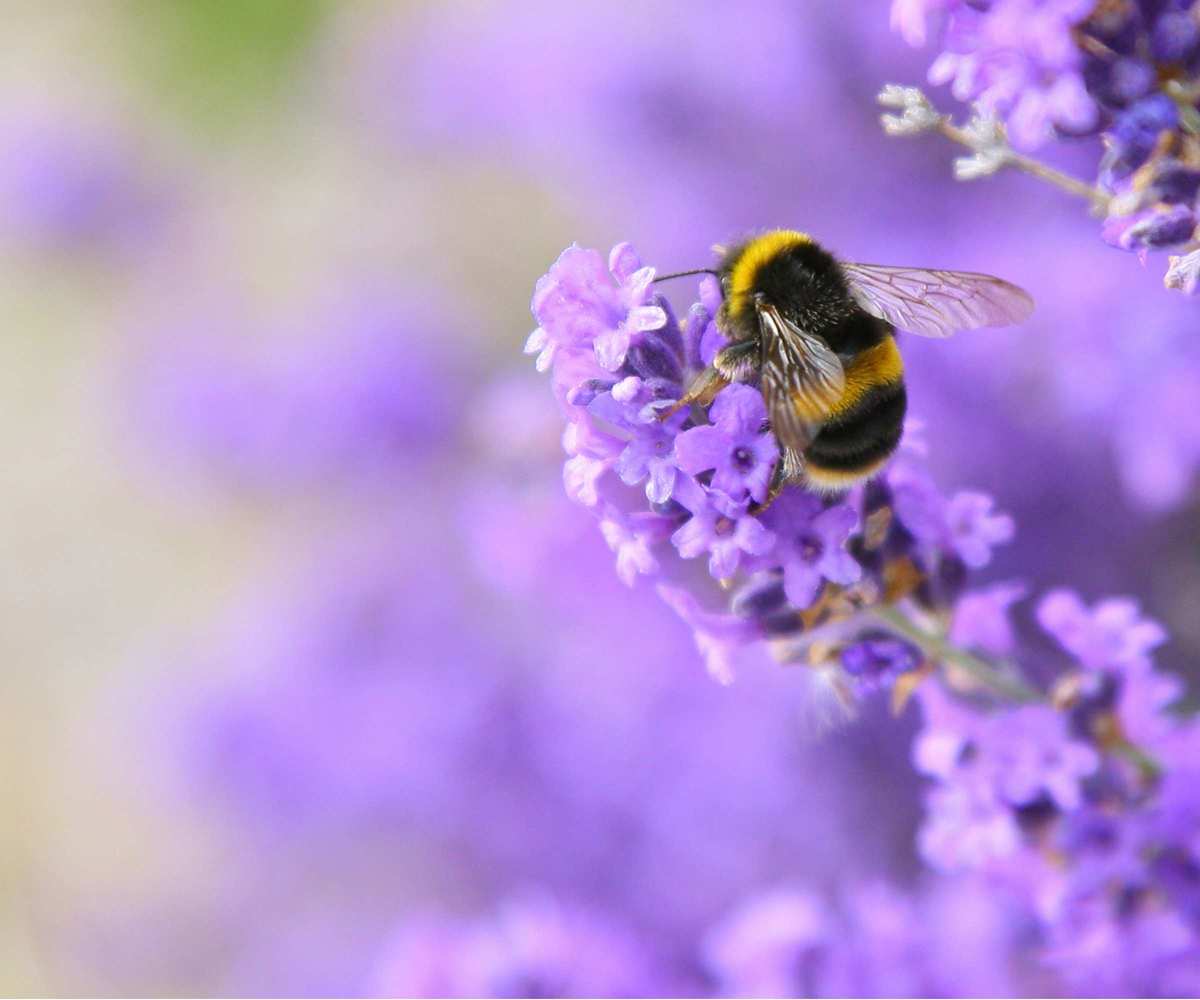 Bee on lavender