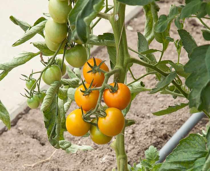 tomato blight resistant tomato variety merrygold from Burpee Europs