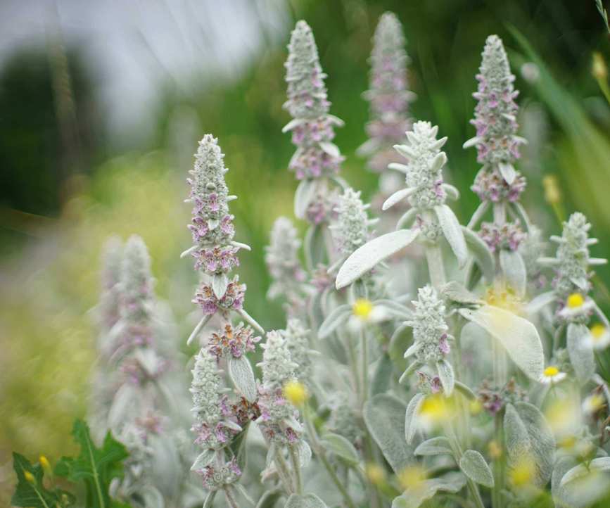 Stachys byzantina (lamb's ears)