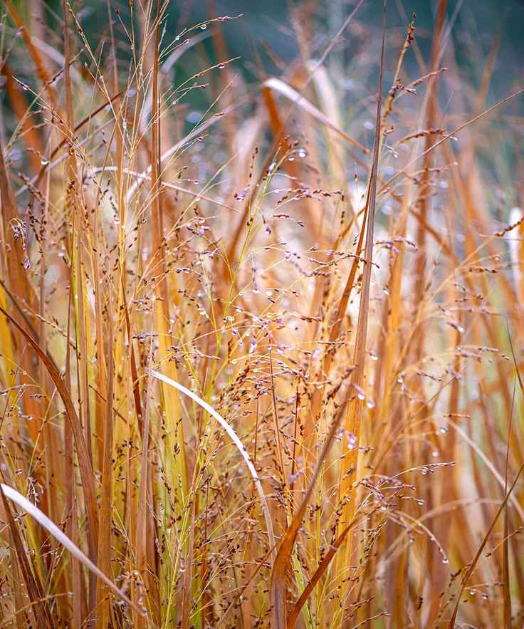 Panicum virgatum grass