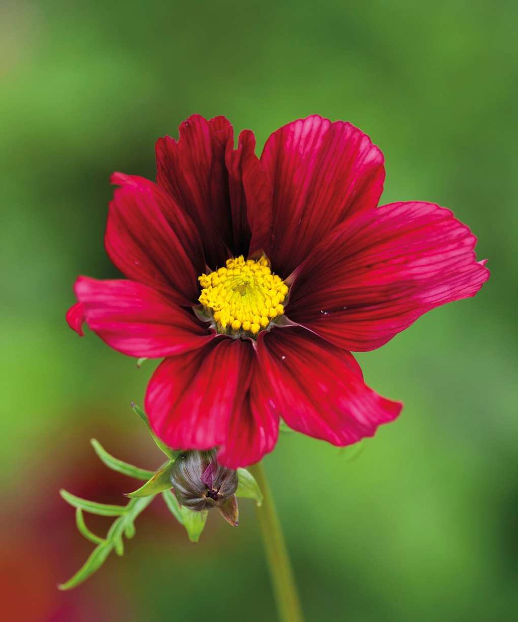 Cosmos bipinnatus 'Rubenza'