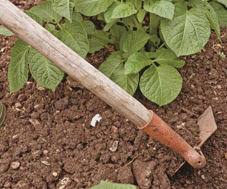 A gardener earths up potato plants with a hoe