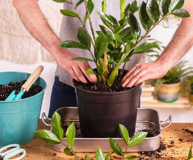 potting up a ZZ plant