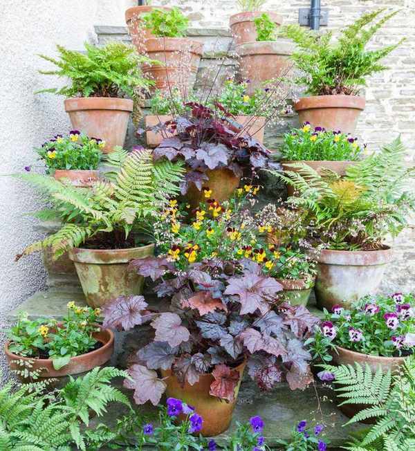 Heucheras in pots