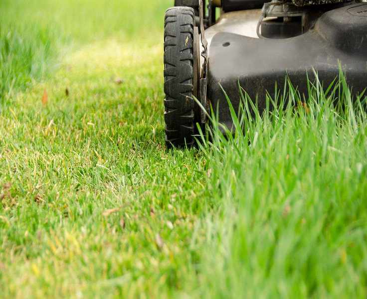 When to Start Mowing Your Lawn in Spring: Expert Tips for Timing