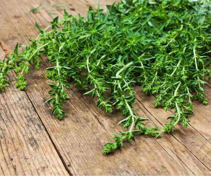 Oregano cuttings