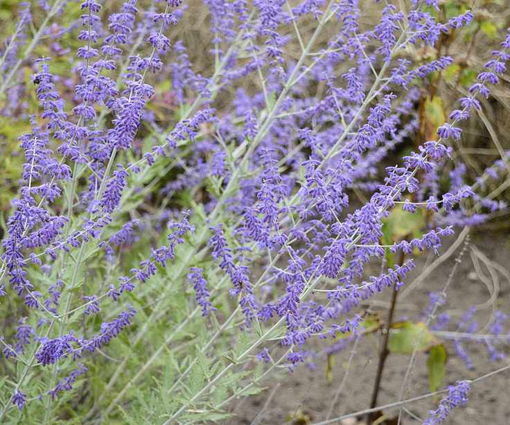 Purple flowers of Russian sage in bloom