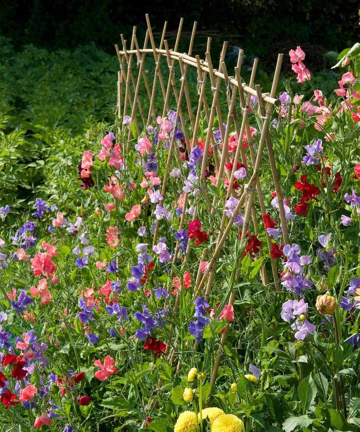 Sweet peas in a country garden growing on a trellis