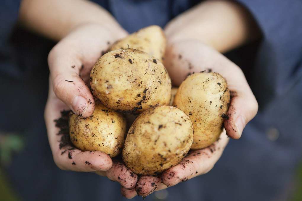 Storing Potatoes: 5 Effective Techniques for Freshness