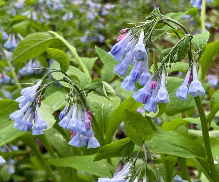 Virginia bluebells